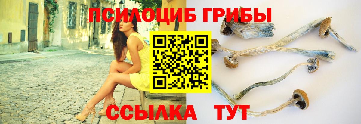 Псилоцибиновые грибы Psilocybine cubensis Кольчугино